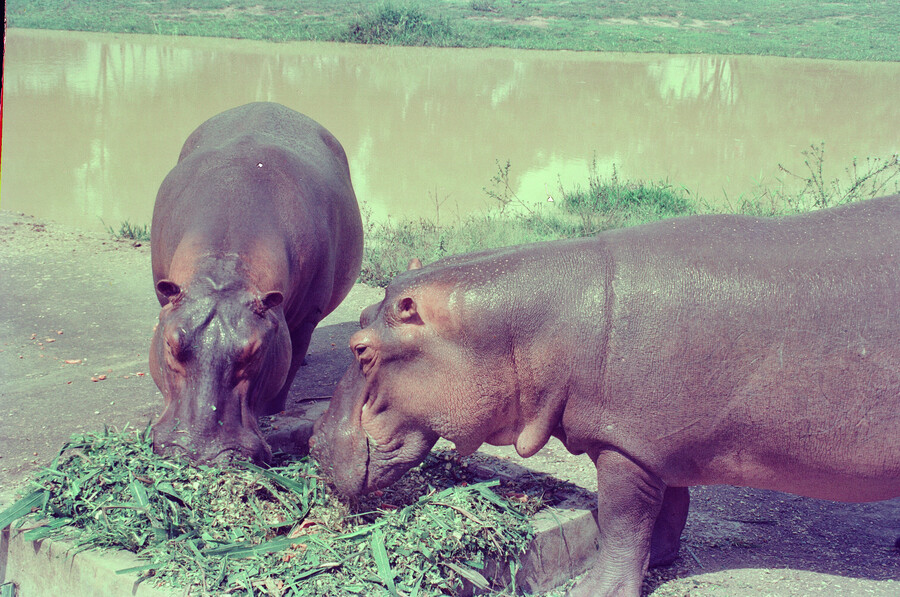 Cuándo se trasladarían los hipopótamos de la Hacienda Nápoles a la India y México: esto fue lo que dijo el Gobernador de Antioquia