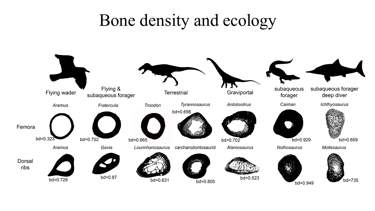 Los científicos desarrollaron la mayor base de datos de densidad ósea. Tiene 380 observaciones y 297 especies de mamíferos y reptiles (Matteo Fabbri)
