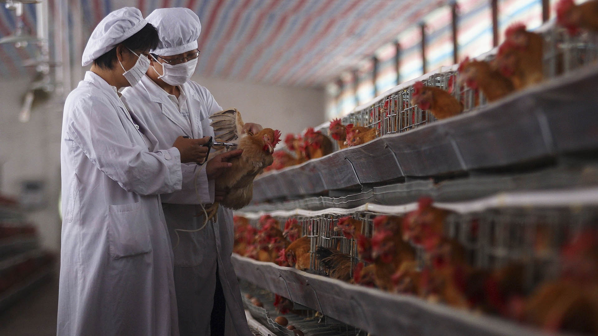 Personal sanitario en China revisa una granja aviar en busca del virus. (Photo by China Photos/Getty Images)