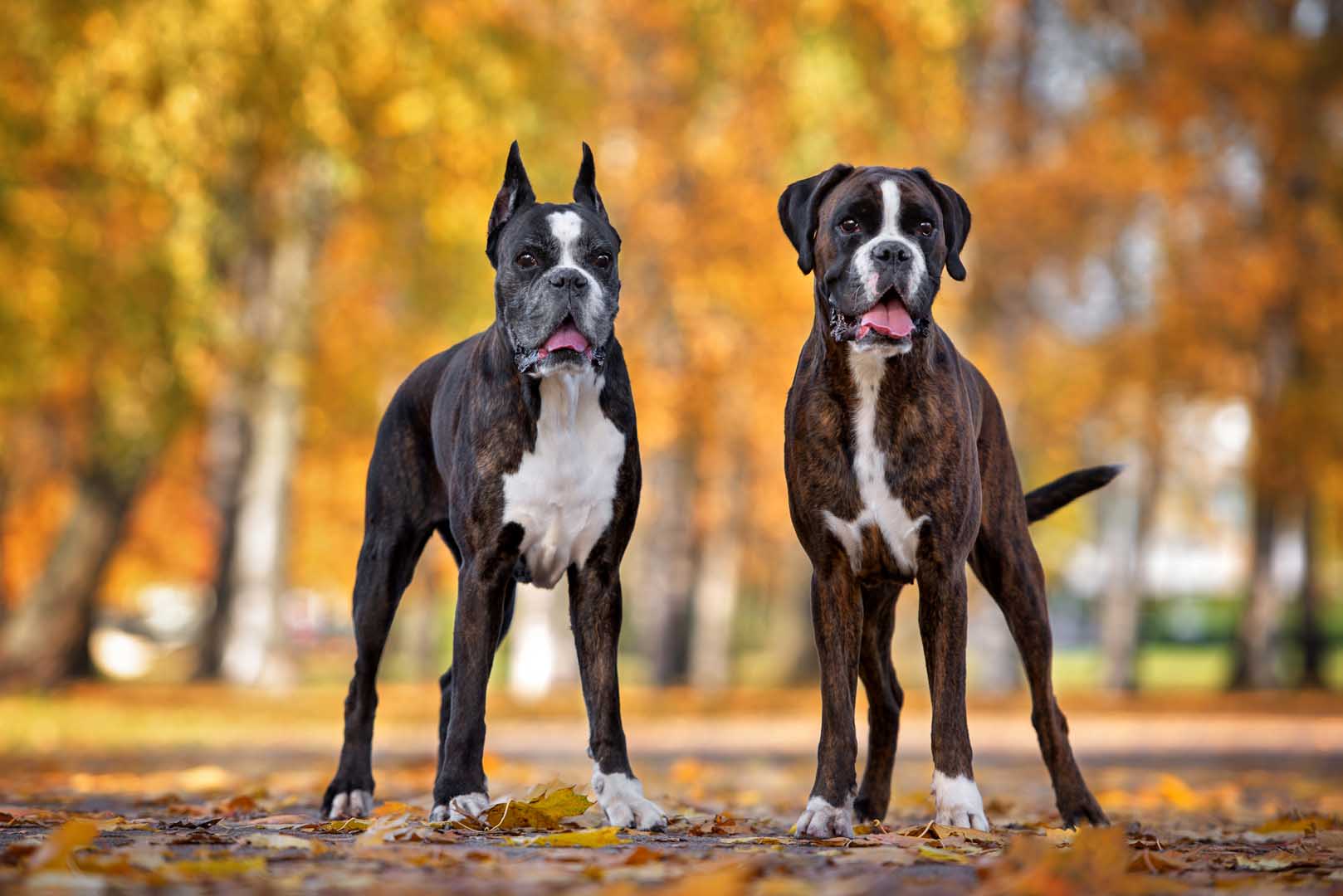 Cuáles son las razas de perros más buscadas para mascotas en Argentina y qué Infobae