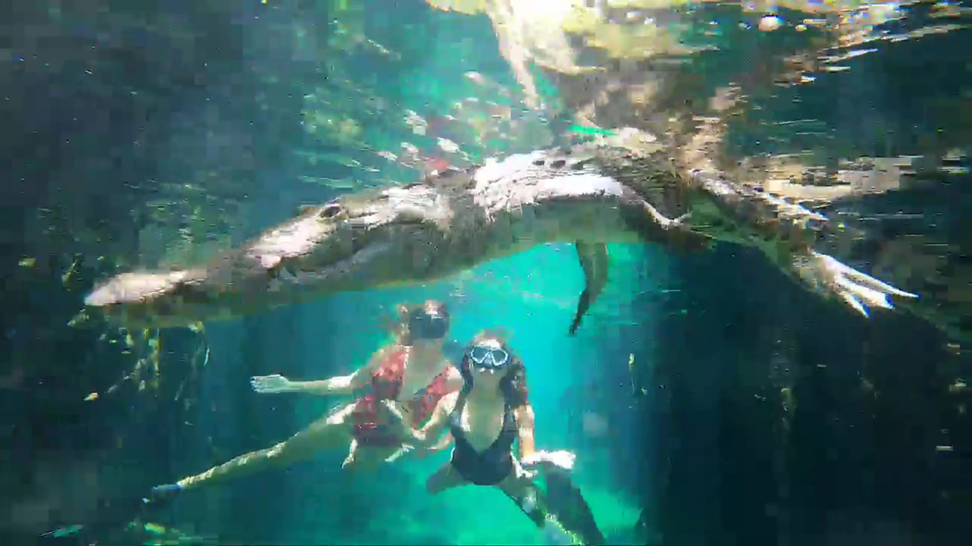 La verdad detrás del video viral de la pareja que nadó con un cocodrilo en  un cenote de Tulum - Infobae