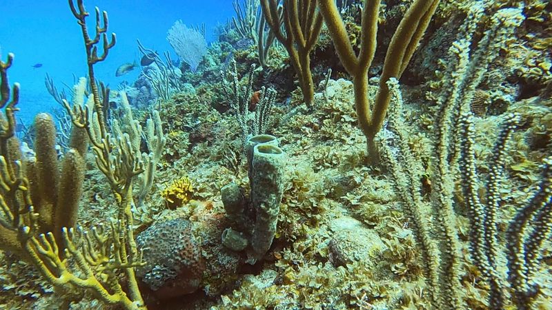 La pérdida de corales no es un problema único de la zona norte de América, ya que más del 90% del coral de la Gran Barrera, situada frente a la costa de Queensland, en el noreste de Australia, estudiada este año se ha blanqueado, en el cuarto episodio masivo de este tipo en siete años 
REUTERS/Sarah Marsh