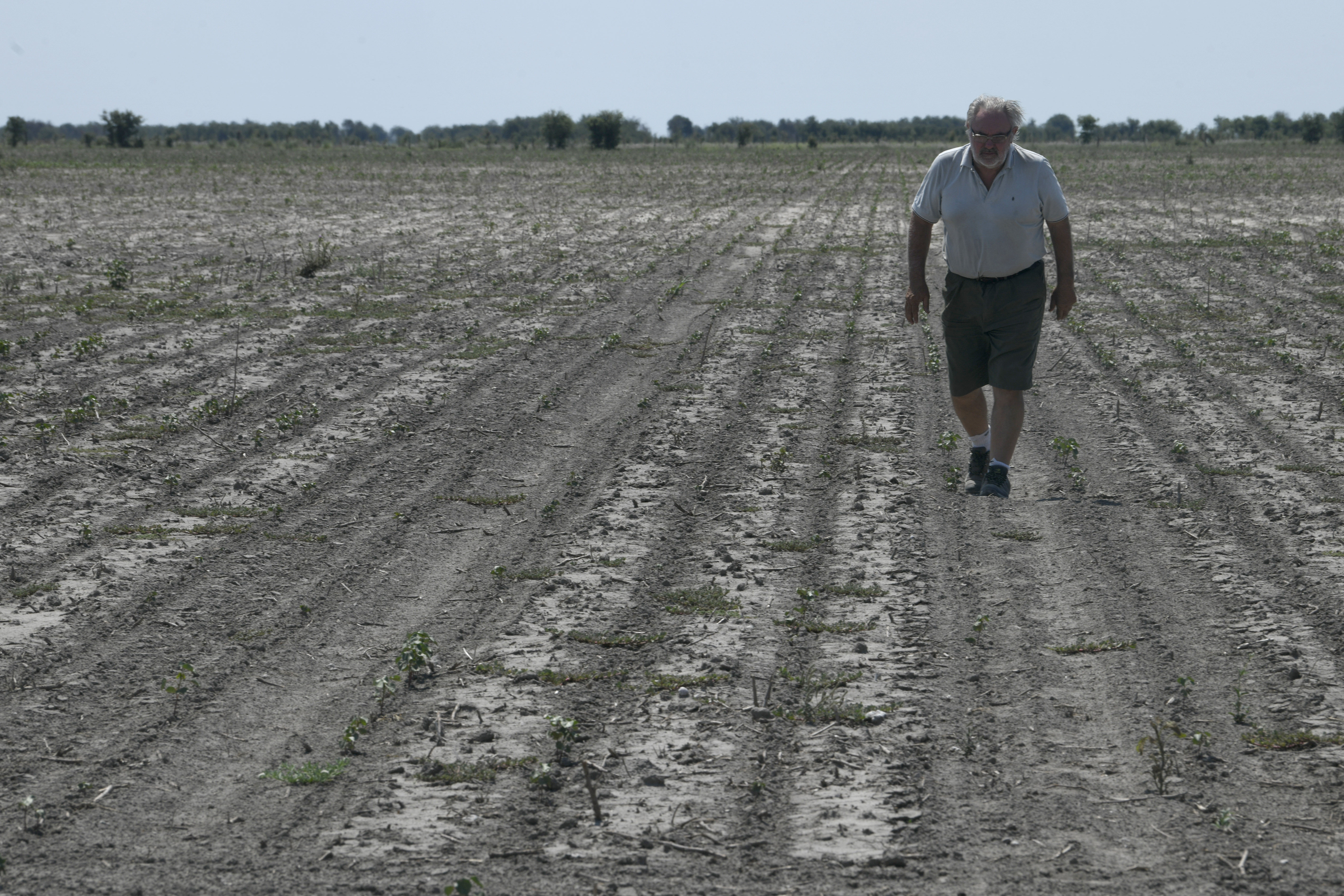 Pablo Giailevra camina en su campo de algodón afectado por la sequía en Tostado, provincia de Santa Fe, Argentina, el miércoles 18 de enero de 2023. (AP Foto/Gustavo Garello)