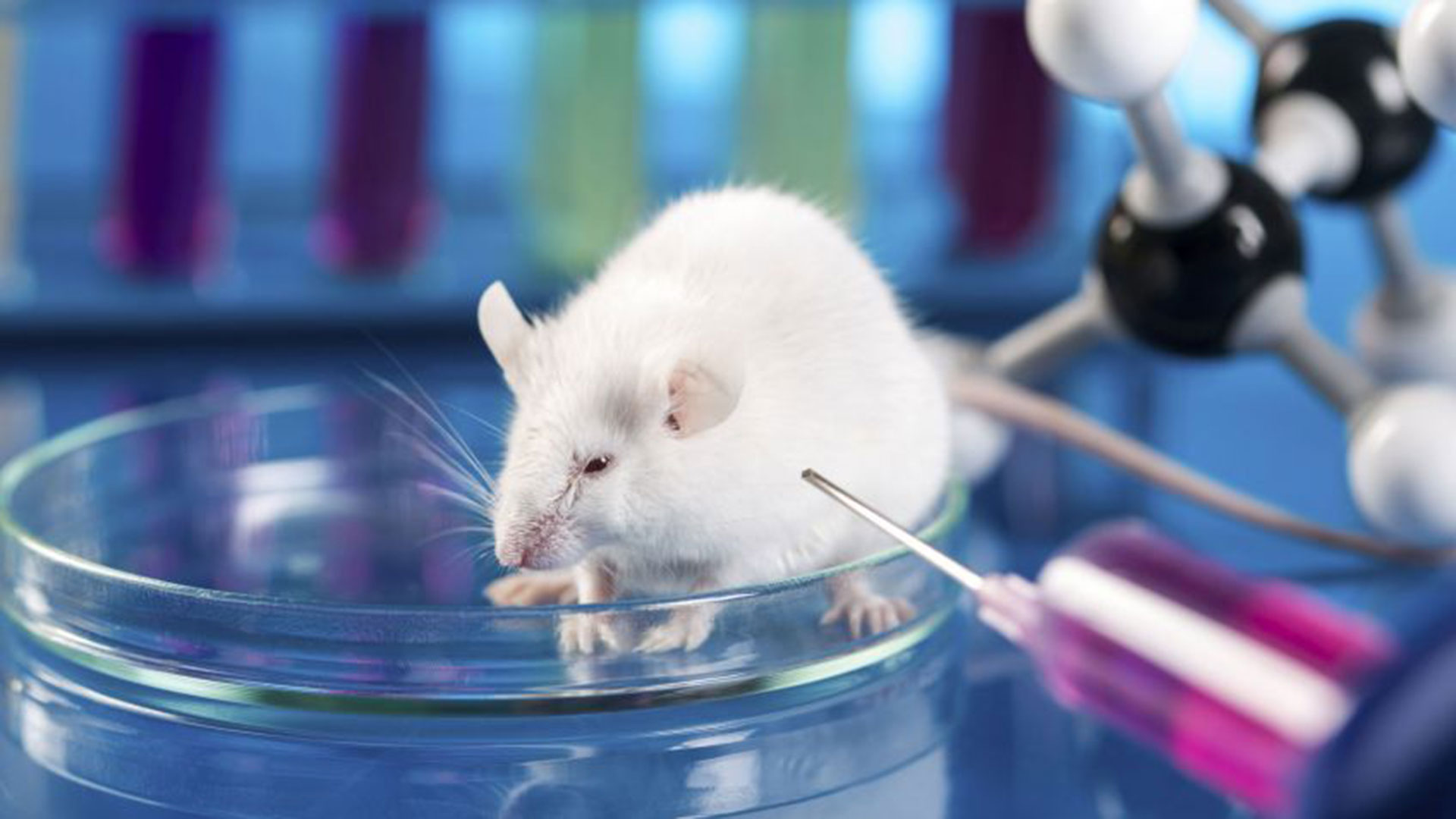 El gen ‘Arrdc5′, presente en el tejido testicular de ratones, cerdos, bovinos y humanos que, al ser anulado en ratones, produjo infertilidad sólo en los machos. (Foto: Archivo)