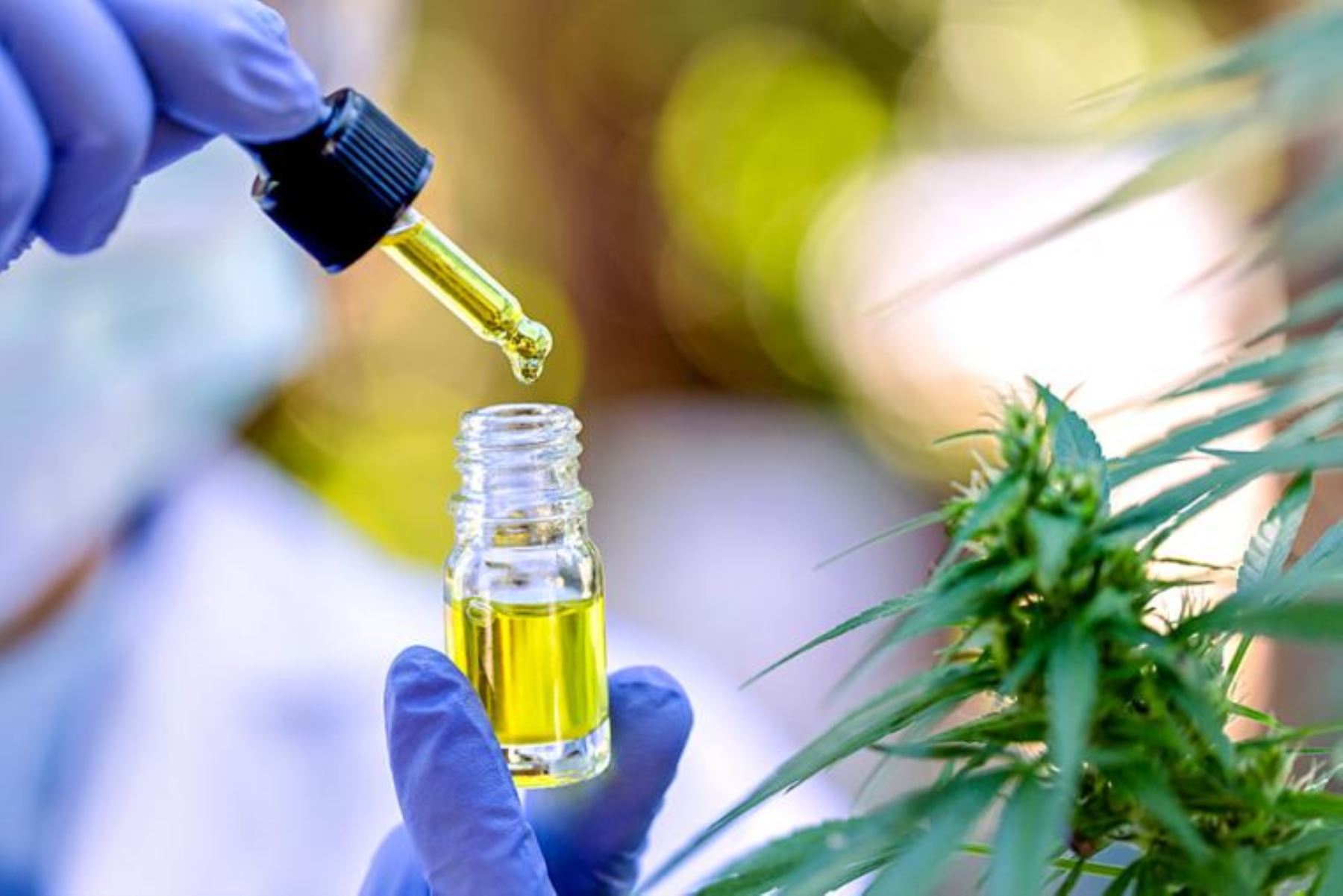 Cannabis medicinal de alta calidad: Jujuy construirá un parque de producción con proyección internacional 