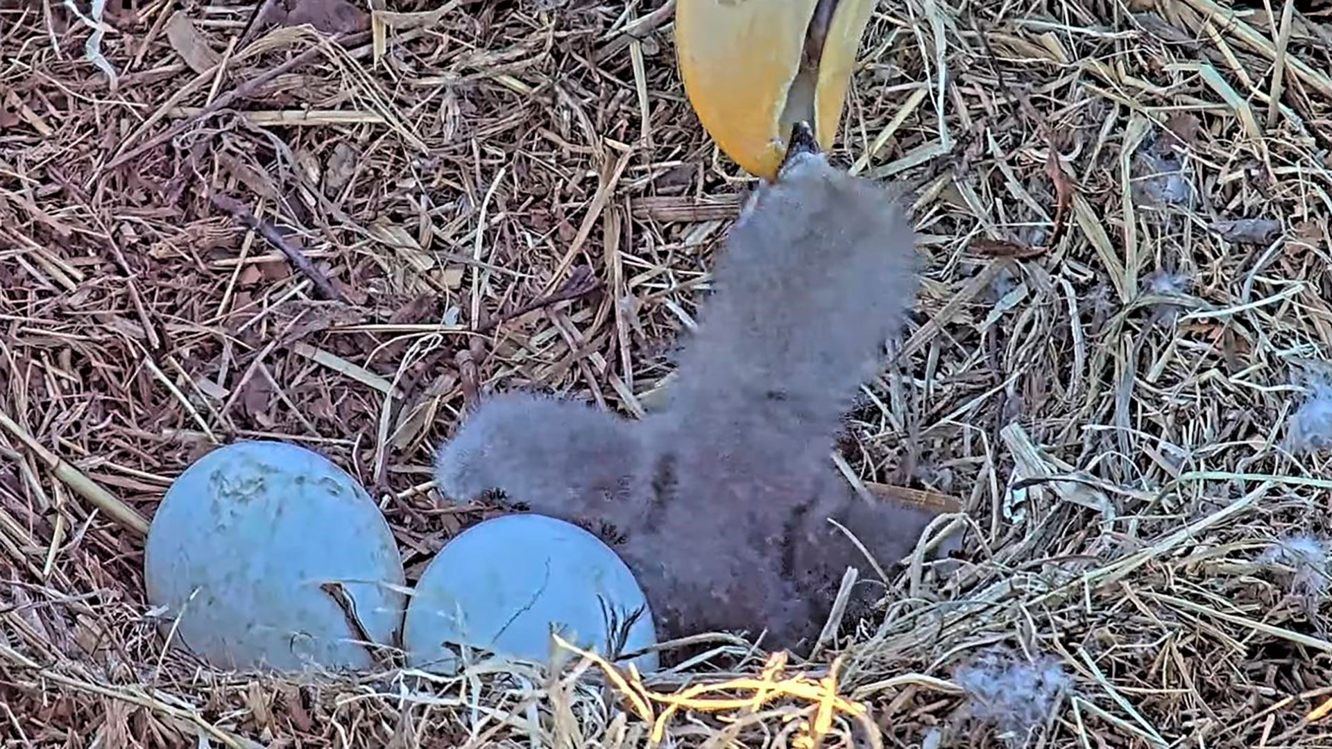 El nacimiento de una cría de águila calva sorprendió a los especialistas -  Infobae