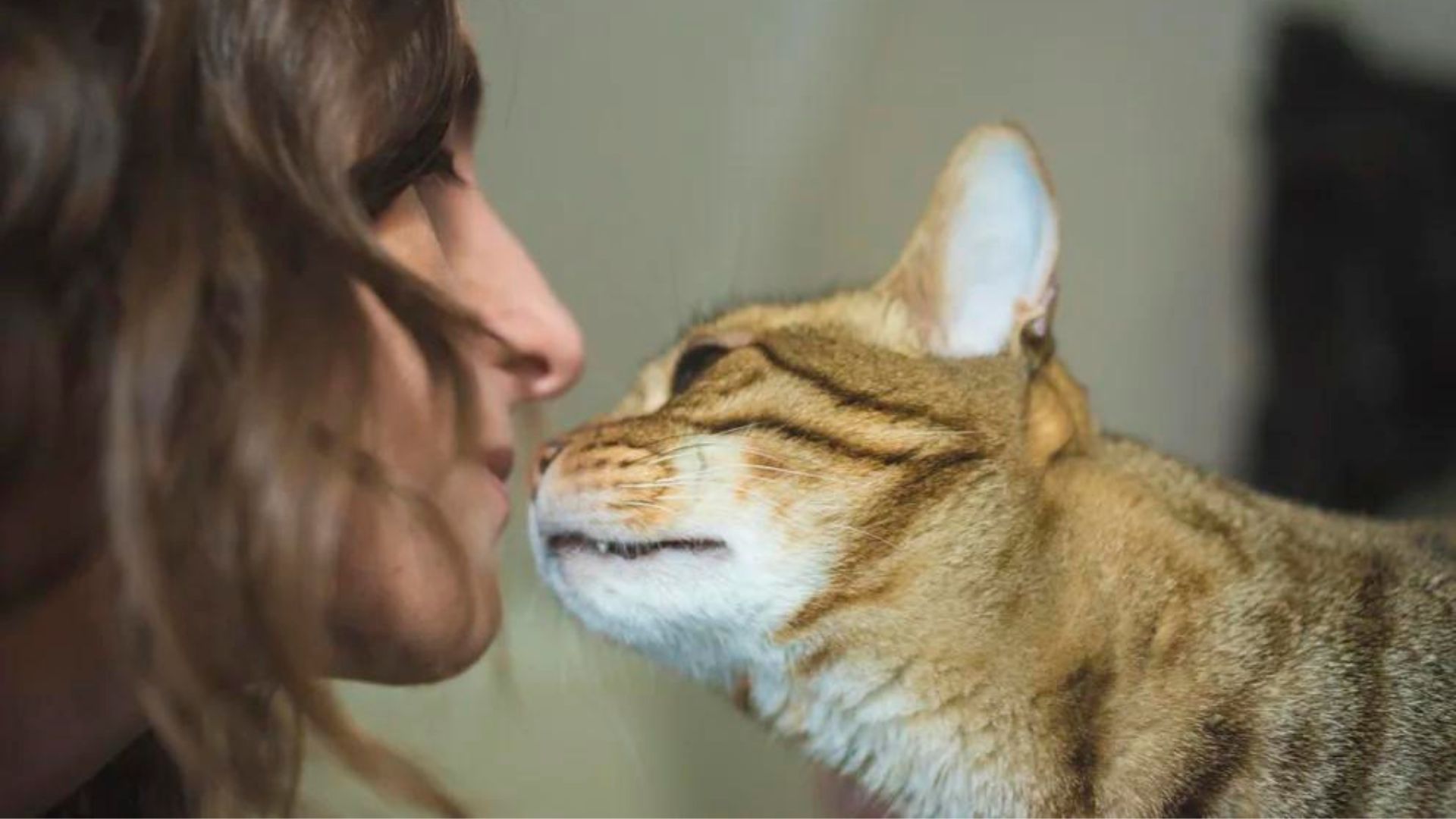 Los felinos utilizan estas vibraciones para alcanzar uno de los objetivos que más desean (Getty Images)