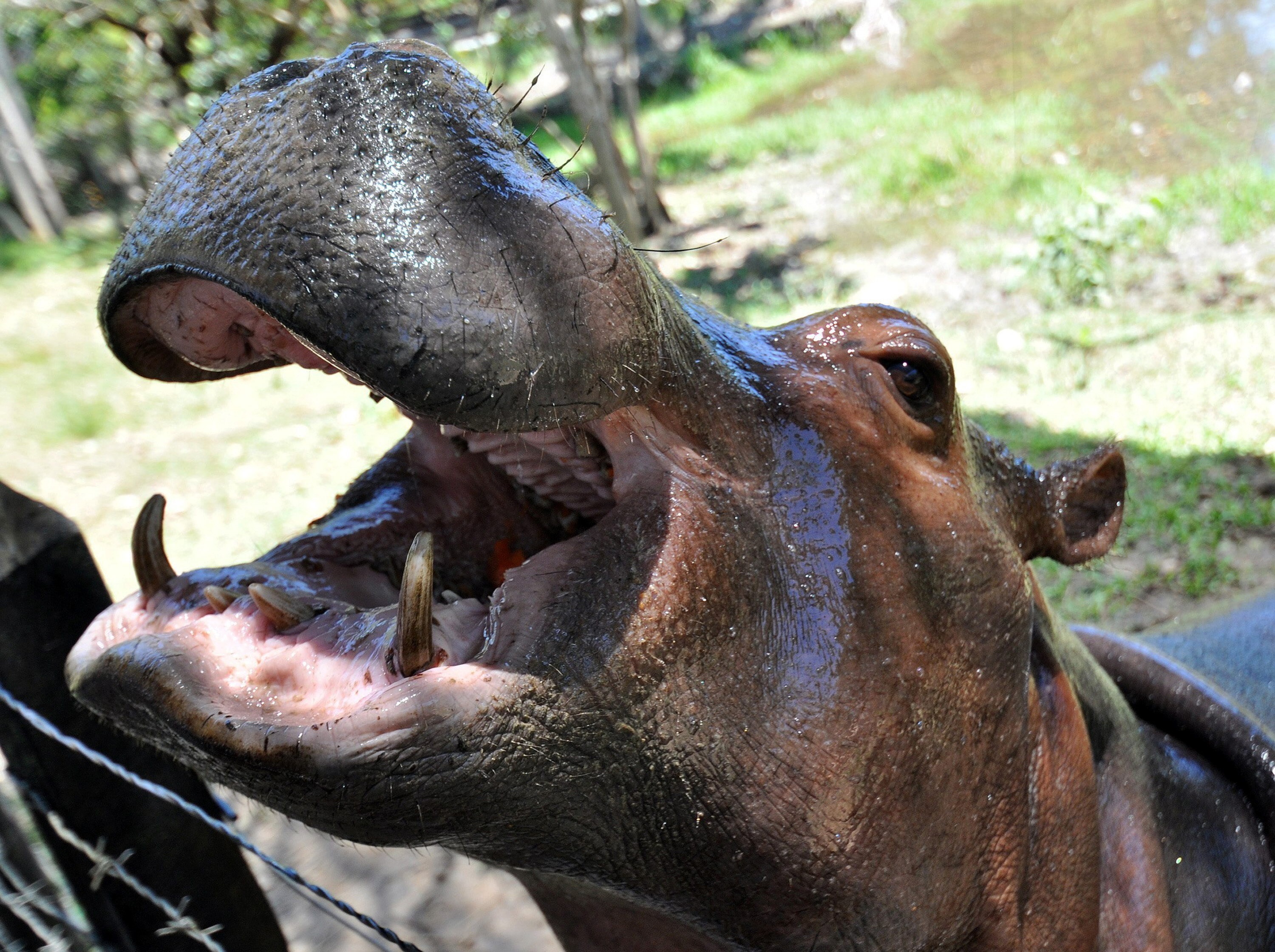 Fotografía de archivo del 17 de julio de 2009 que muestra uno de los hipopótamos de la hacienda Nápoles (EFE/ Edgar Domínguez)