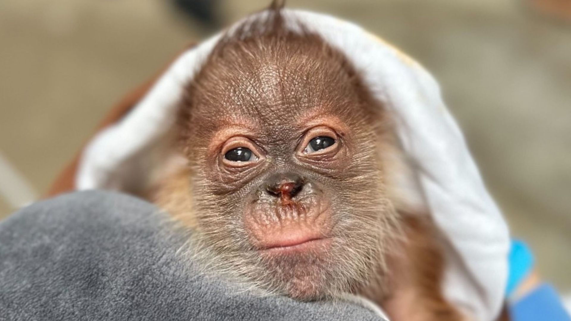 Mamá primeriza: la orangután que dio a luz a su cría en zoológico de California