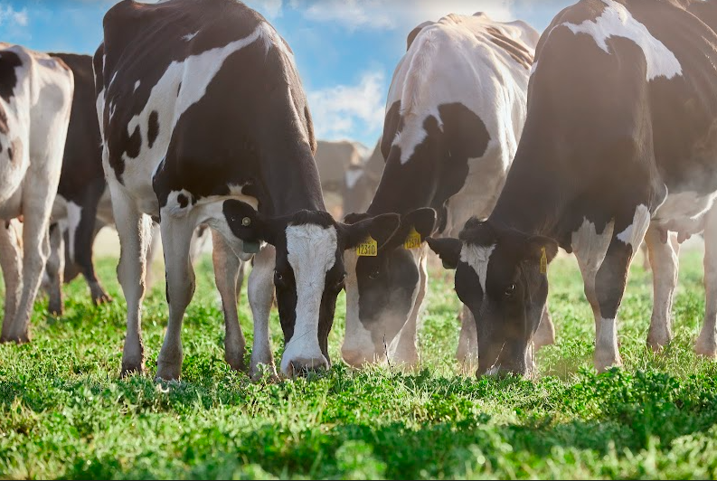 La certificación IRAM en Bienestar Animal ya está a la vista de los consumidores, porque las leches disponibles en las góndolas incluyen en su envase el sello respectivo