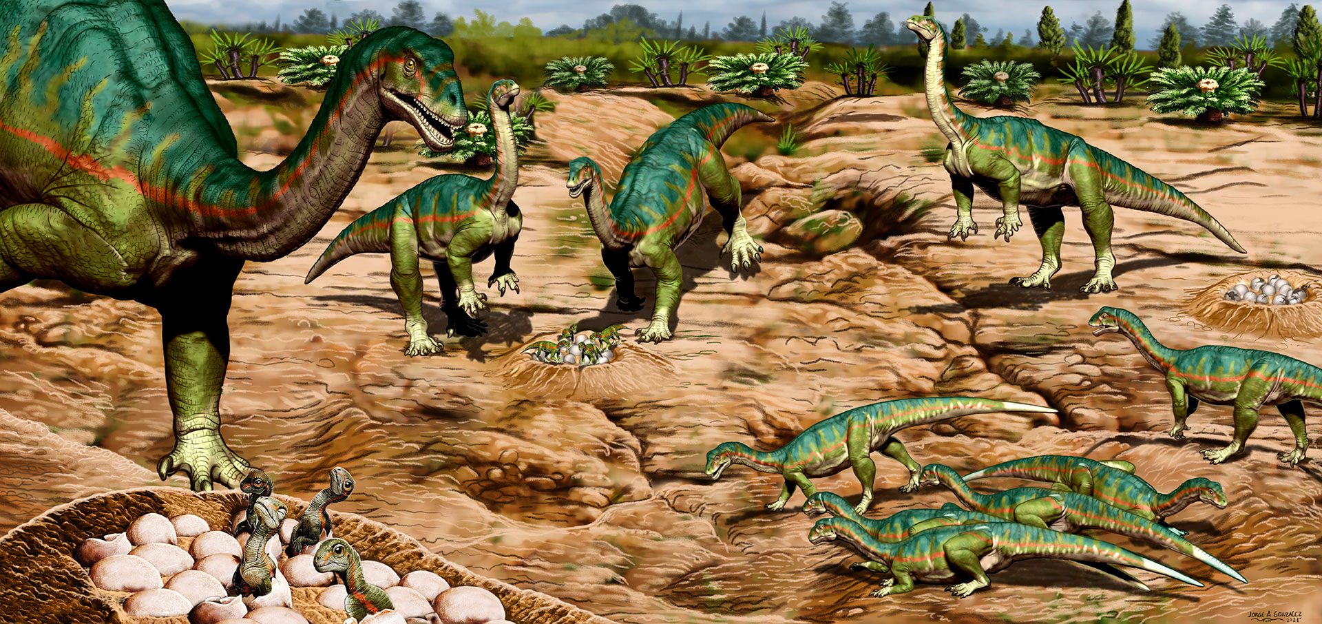 El hallazgo de huevos con embriones fosilizados reveló detalles de cómo era  la vida en sociedad de los dinosaurios - Infobae