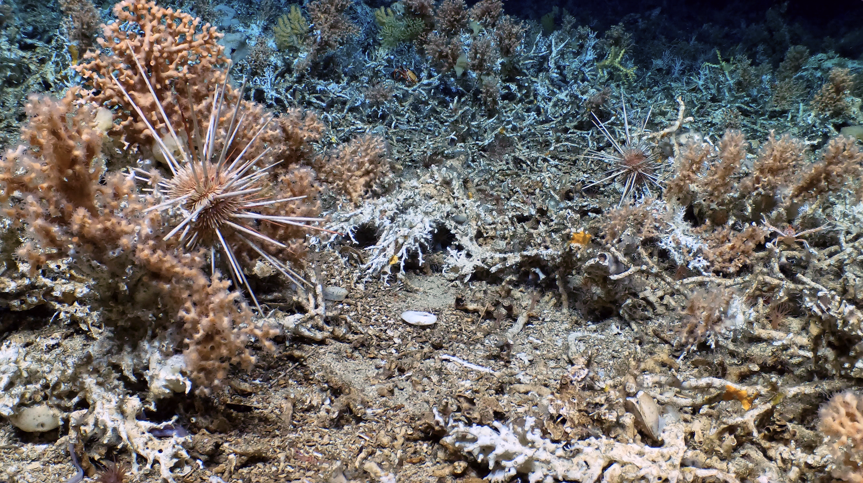 Más de la mitad del arrecife tiene coral vivo. (Woods Hole Oceanographic Institution)