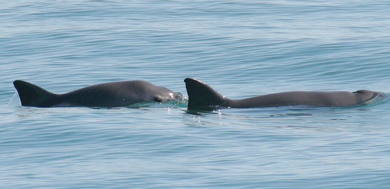 The vaquita is a critically endangered small porpoise native to the Gulf of California.  (Paula Olson/NOAA Fisheries/Handout via REUTERS THIS IMAGE HAS BEEN SUPPLIED BY A THIRD PARTY)