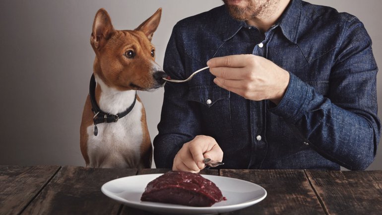 ¿La carne es el alimento más nutritivo para los perros?