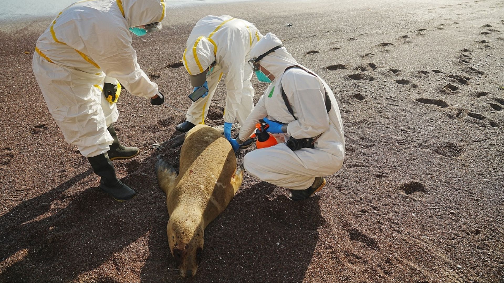 Lobos marinos muertos en puerto Etén. (Senasa)