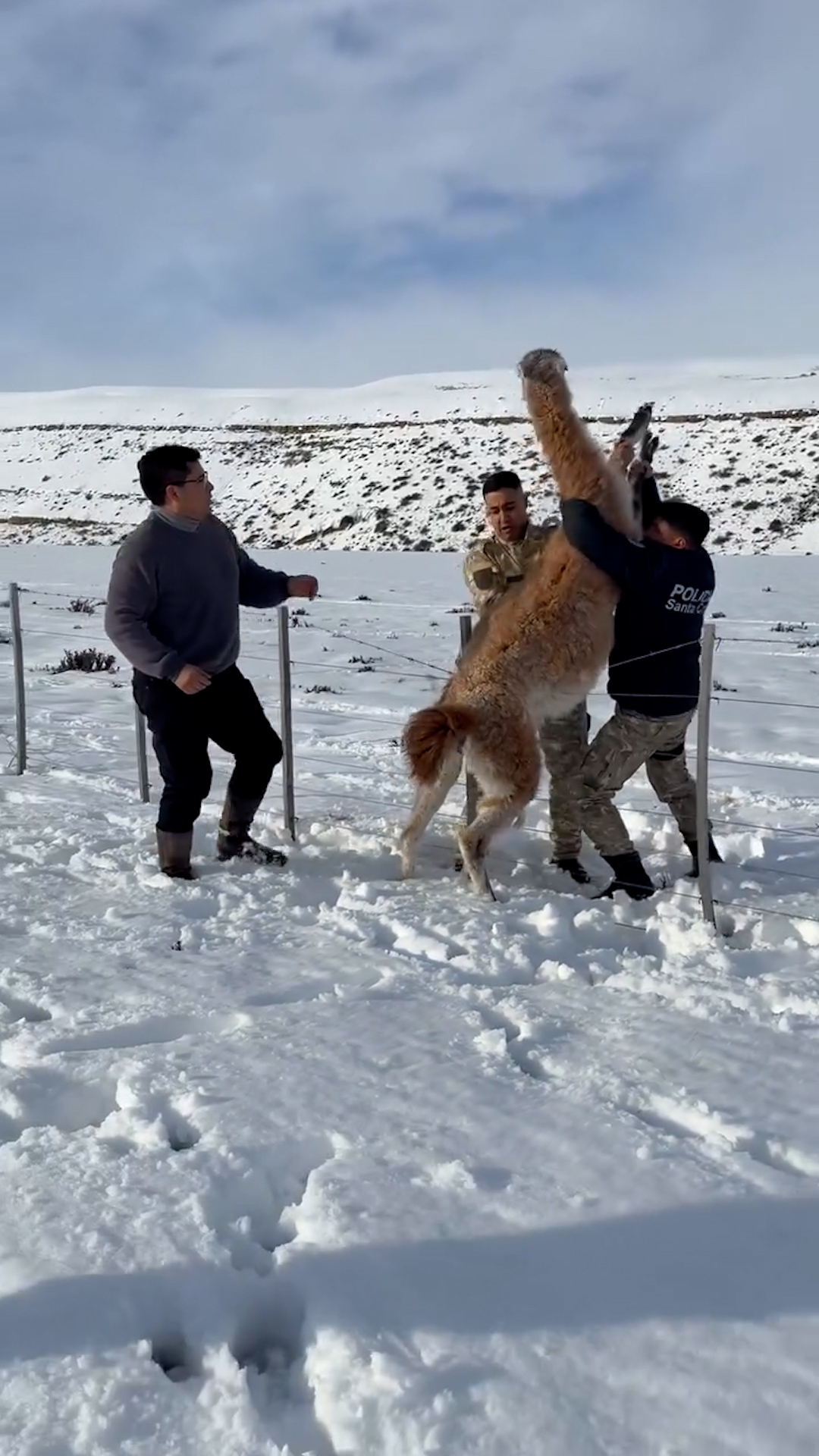 En medio del fuerte temporal de nieve, un gobernador rescat&oacute; a un guanaco atrapado y lo comparti&oacute; en sus redes