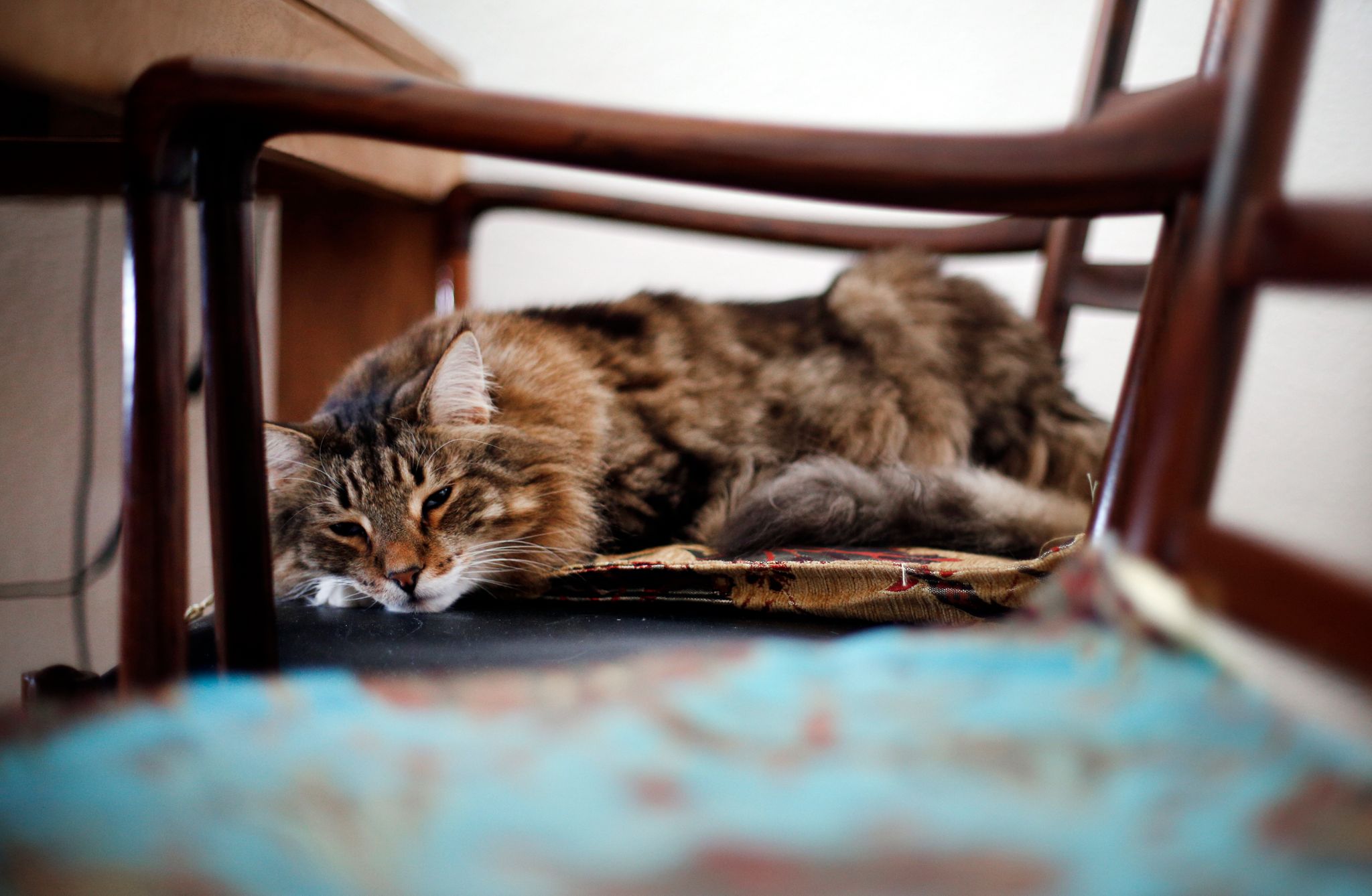 ARCHIVO - Un cansancio permanente, sobre todo en gatos más viejos, puede ser síntoma de problemas en los riñones. Foto: Ina Fassbender/dpa
