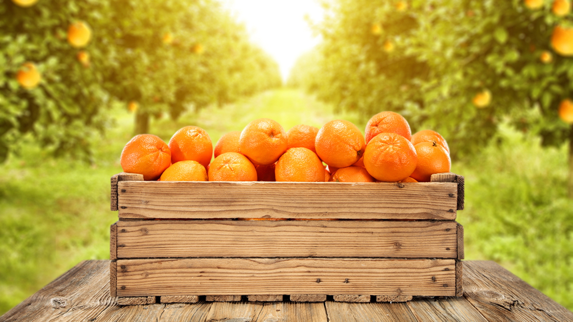 Según el informe de Coninagro, por la mandarina o la naranja para jugo, el productor cobra entre $ 8 y $ 10 por kilo (Shutterstock)