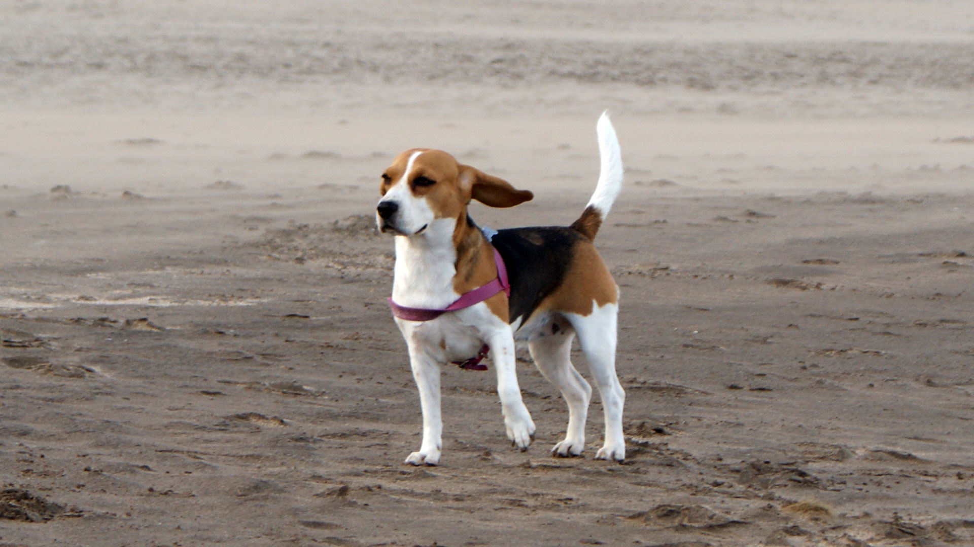 Adiós a mi perrita Lola, hasta que volvamos a vernos - Infobae