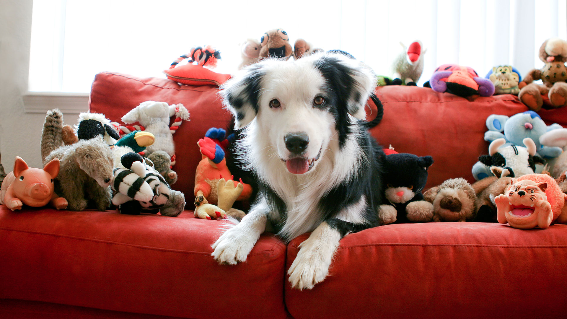 Un estudio reveló cómo los perros se relacionan con sus juguetes