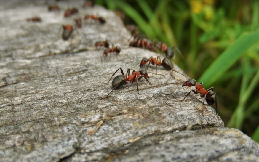 Hallaron en Ecuador una de las peores especies de hormigas invasoras del mundo