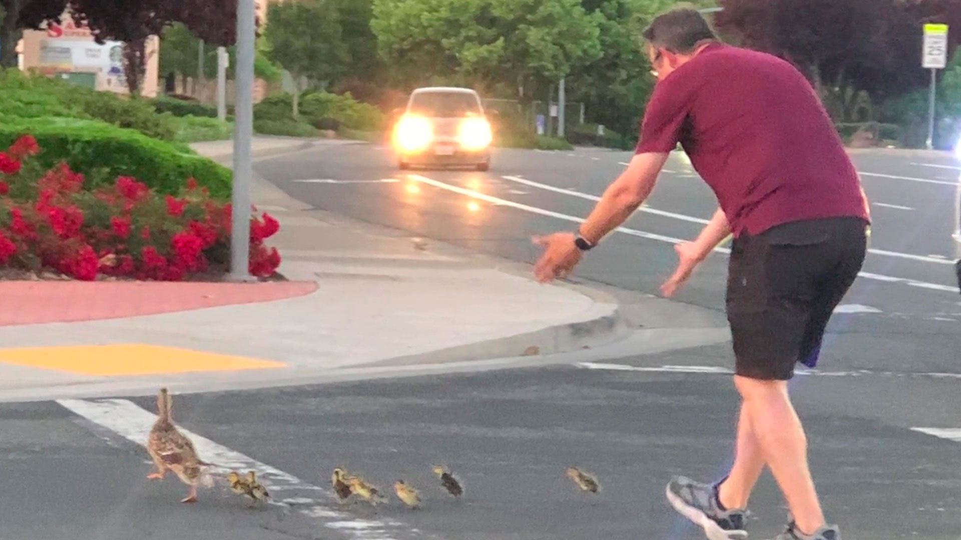 Un hombre quiso ayudar a una familia de patos a cruzar una calle y murió atropellado