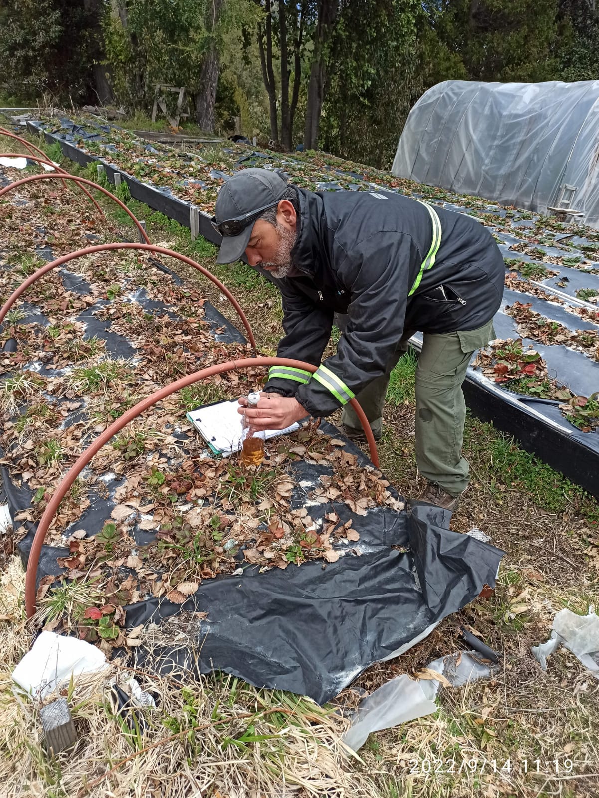 En Patagonia Norte, técnicos del SENASA ponen trampas en zonas de cultivos de frutas para hacer vigilancia y monitoreo de la mosca de las alas pintadas/SENASA