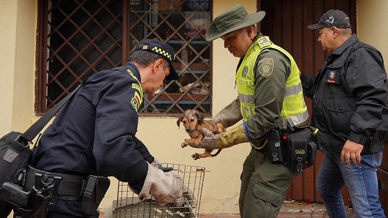 Por primera vez las autoridades realizaron allanamiento por maltrato animal en una casa en Cali. Alcaldía de Santiago de Cali.
