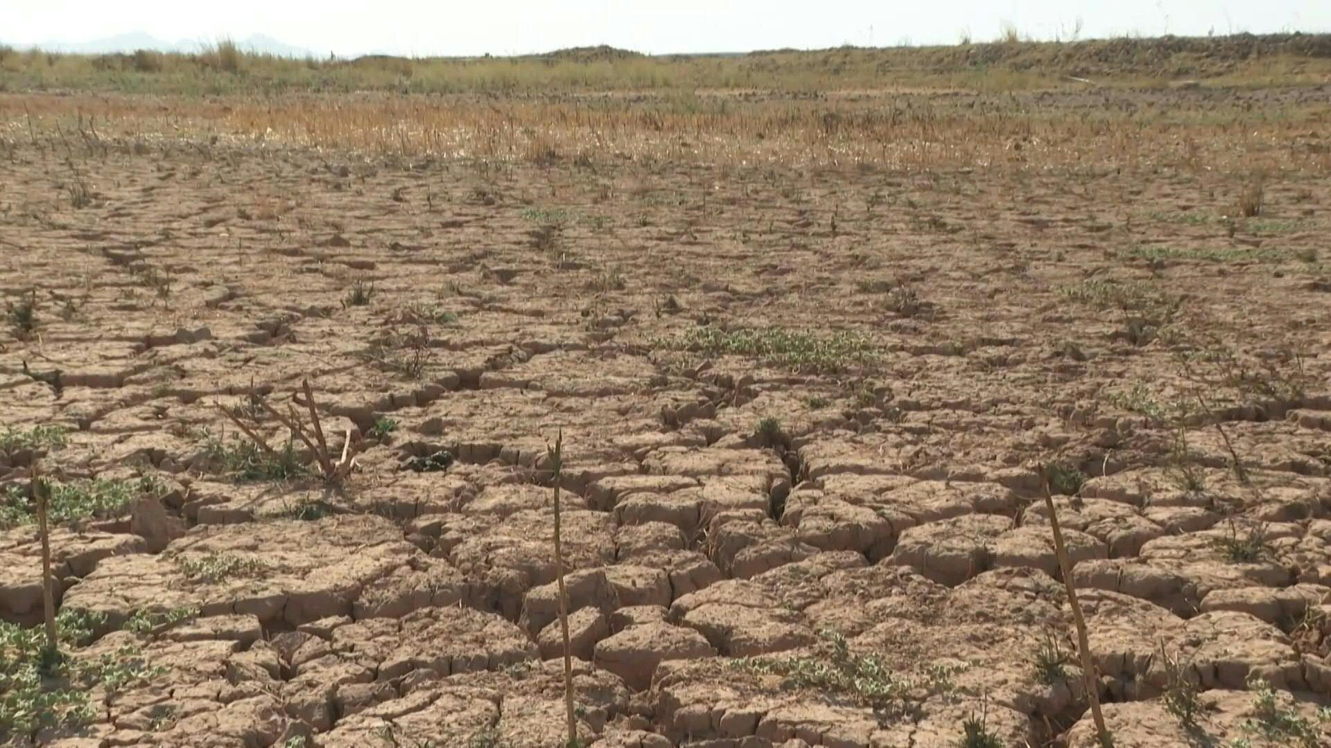 El cambio climático aumentó la probabilidad de sequía y se calcula que casi 600 millones de chicos ya padecen las consecuencias de las olas de calor extremas / AFP