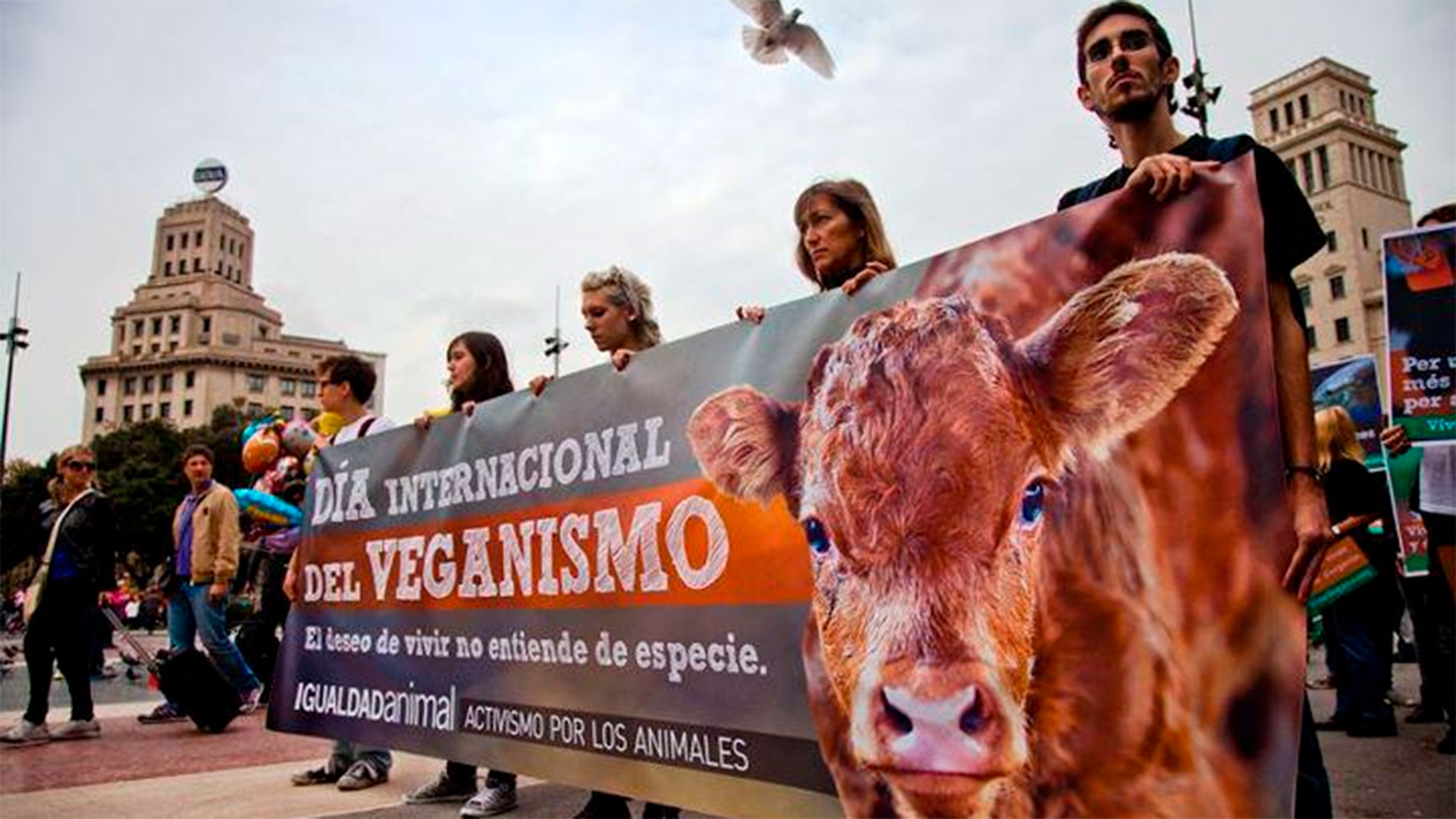 Tragedia en Quilmes: a un niño de 8 años se le cayó un arco de handball encima y está con muerte cerebral