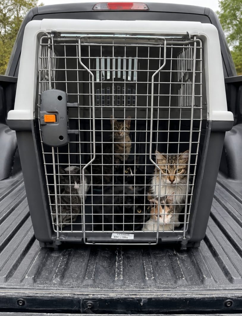 Rescataron a m&aacute;s de 50 gatos en brutales condiciones de hacinamiento y desnutridos en Chubut: dos estaban muertos