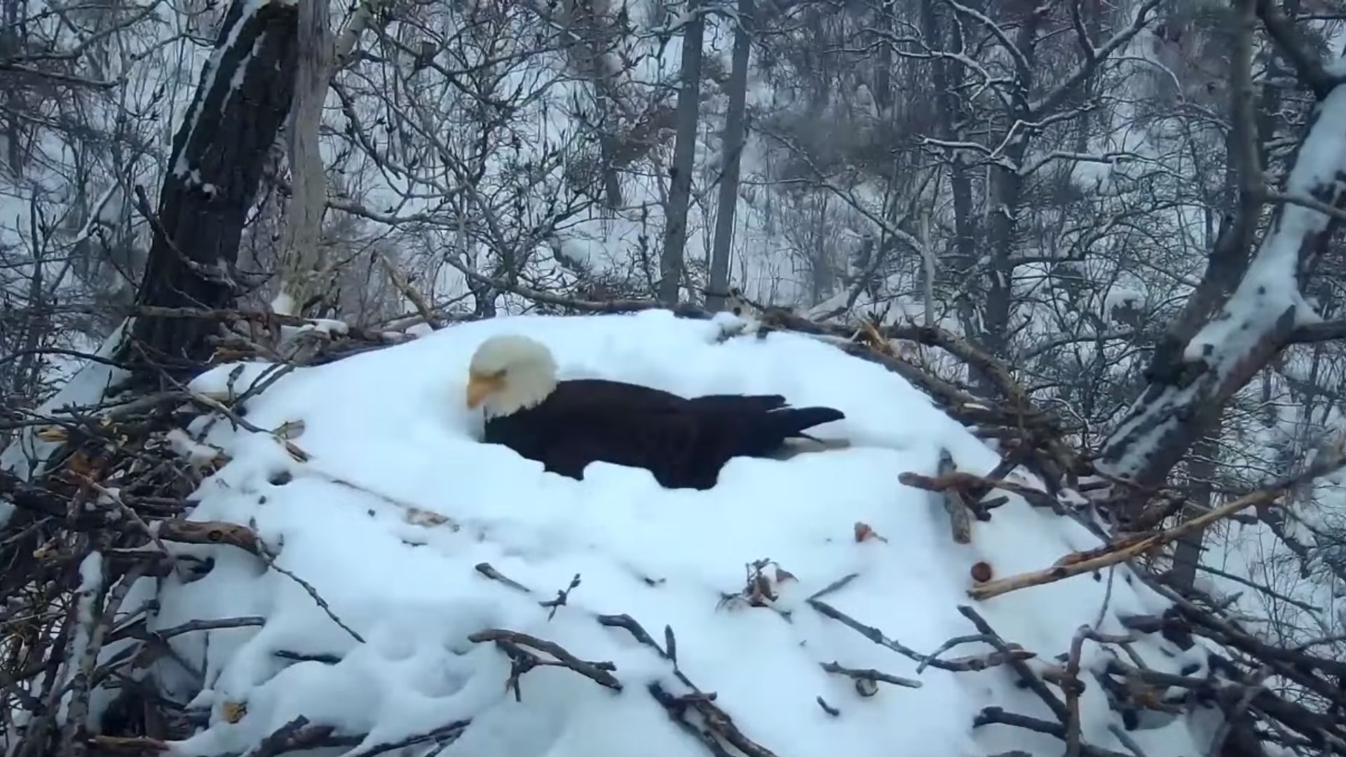 El trágico final de una cría de águila calva que había sobrevivido a una  tormenta de nieve - Infobae