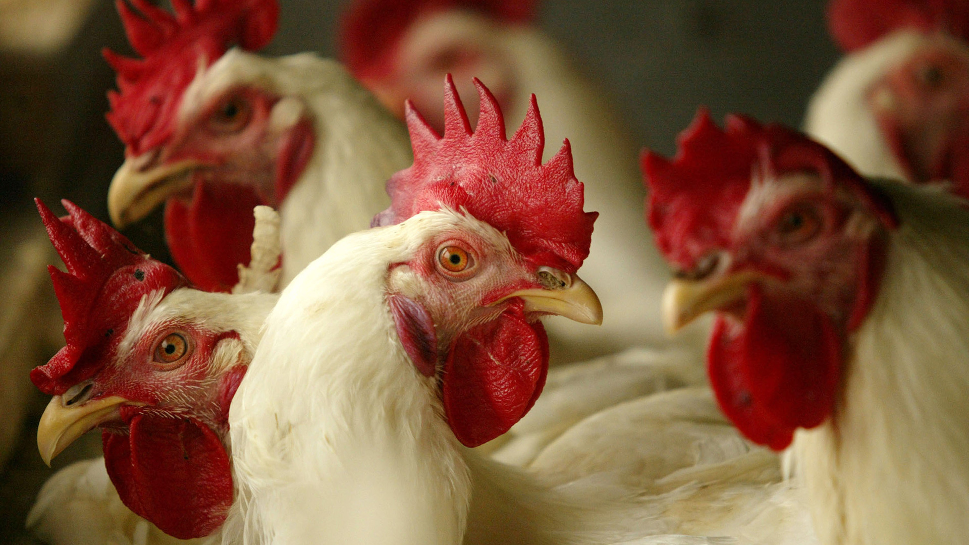 Existe una creciente preocupación por la propagación de la gripe aviar en el país.  (Imágenes falsas)