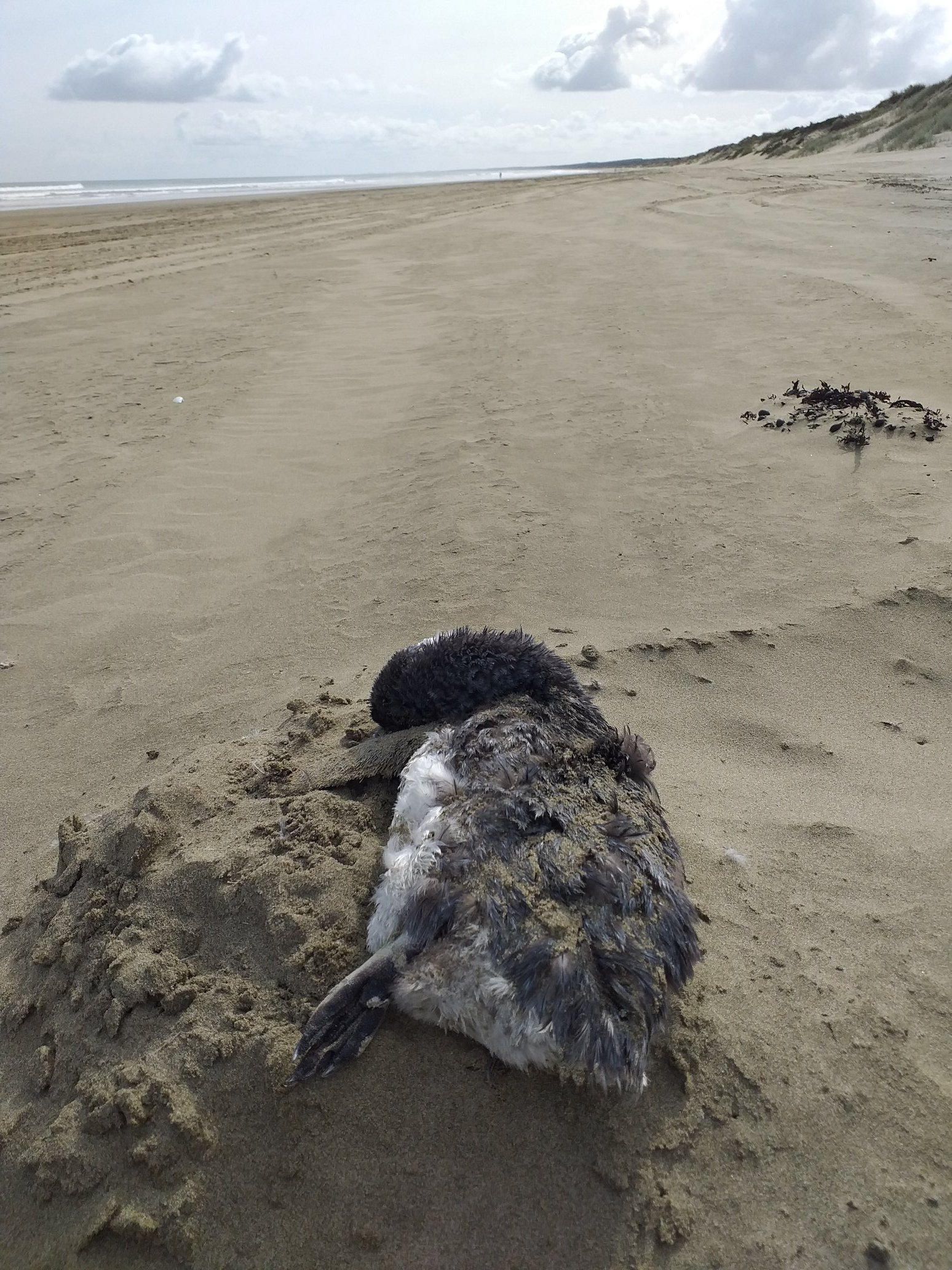 Los locales suelen encontrar decenas y hasta cientos de pingüinos azules muertos en las playas.
