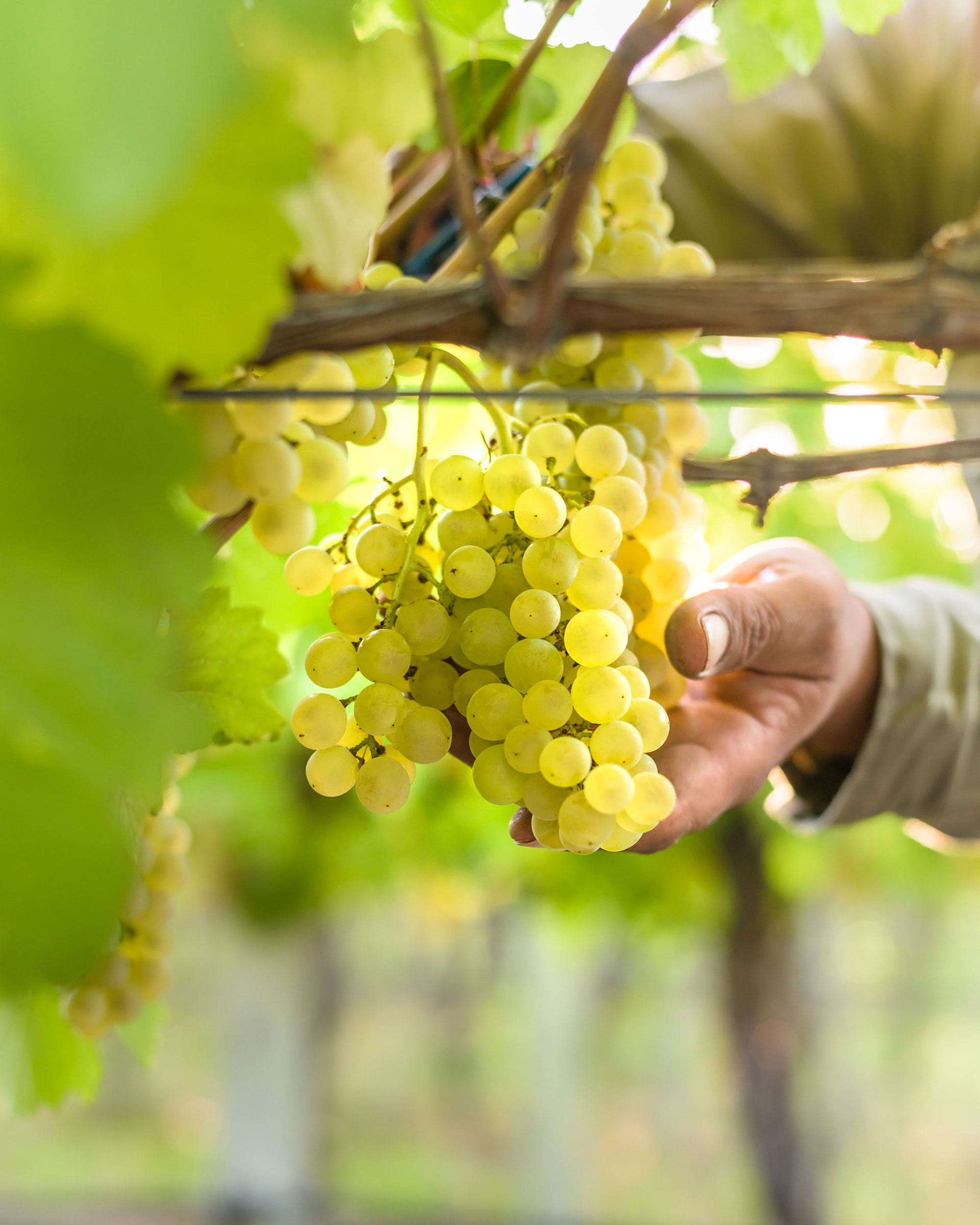 El vino blanco es uno de los más prestigiosos en el mundo