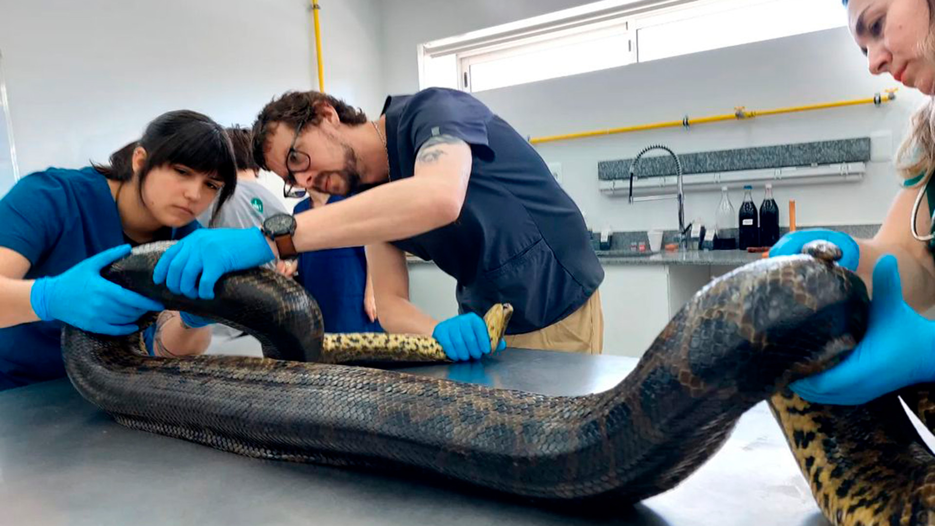 Liberaron en un lugar desconocido del norte de Uruguay a la anaconda más grande encontrada en el país