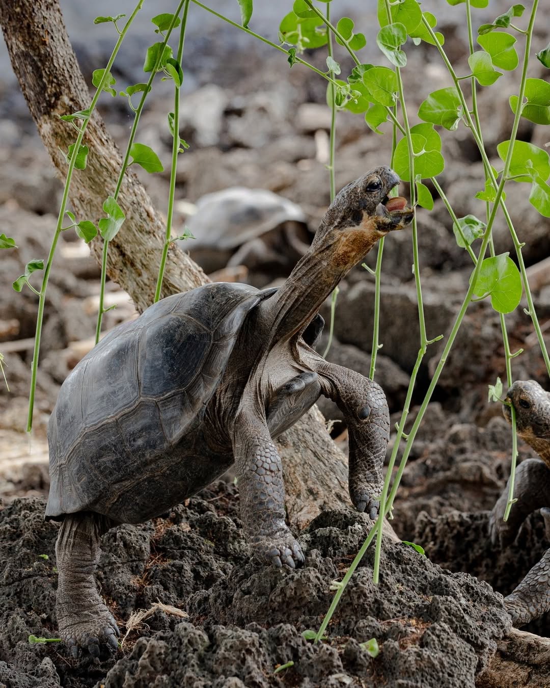 La desmentida del representante de Gianluca Prestianni en medio de la investigación de la UEFA por la denuncia de Vinicius