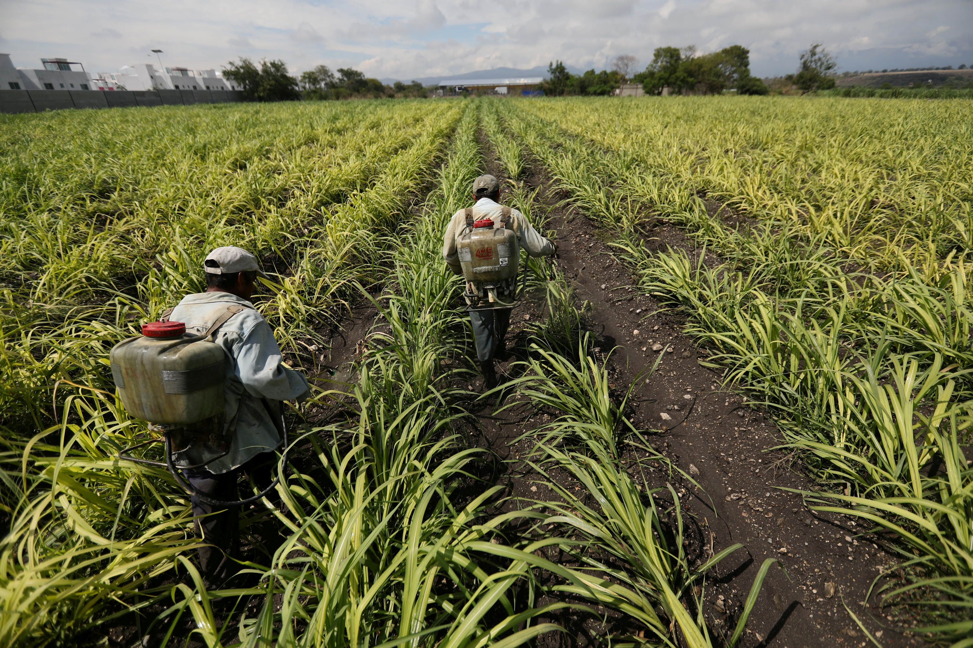 Actualmente existe una prohibición del trabajo adolescente en actividades agrícolas. (Foto: REUTERS/Edgard Garrido/File Photo)