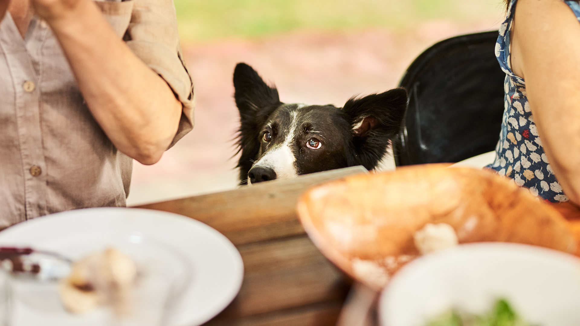 El perro siente que forma parte de la manada-familia y cuando todos comen, él también quiere hacerlo
(Getty Images)
