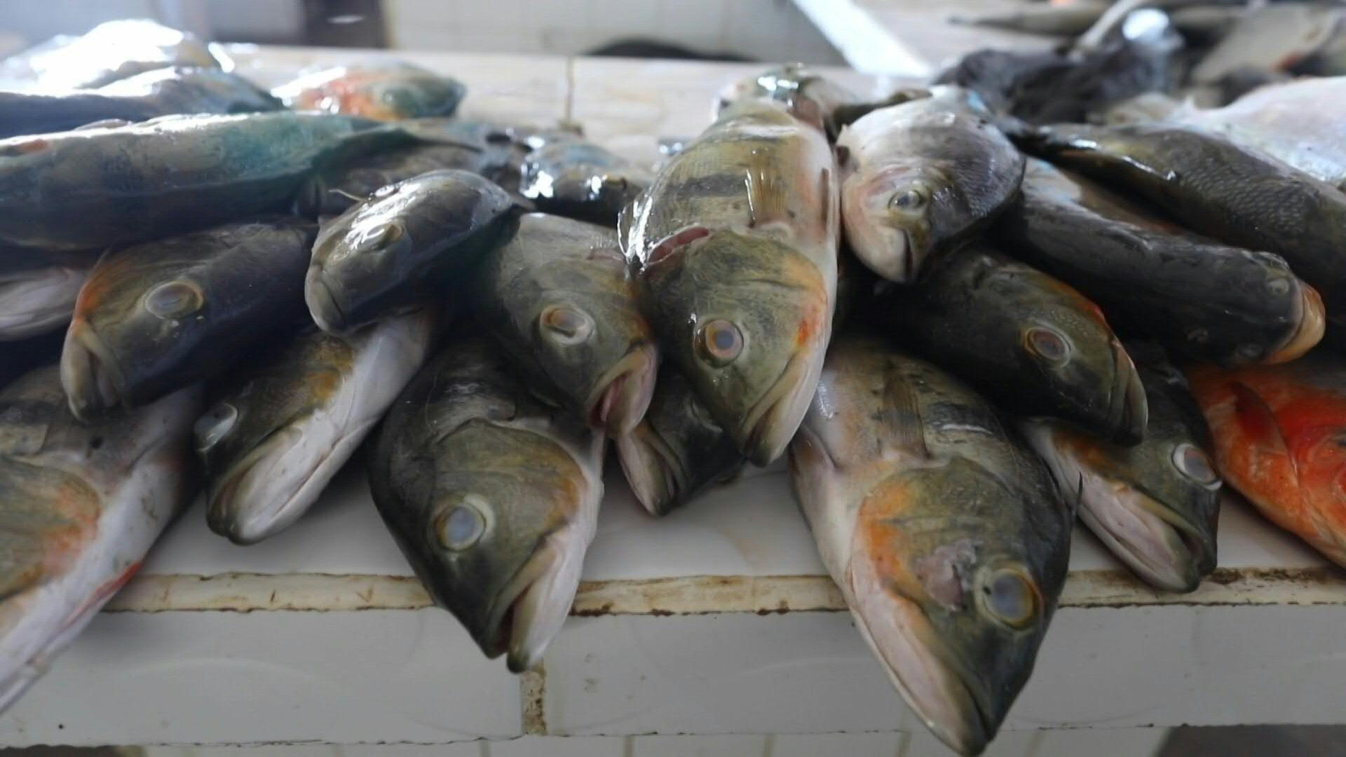 Los peces de la Amazonía brasileña están contaminados con mercurio en niveles por encima del límite aceptable (AFP)