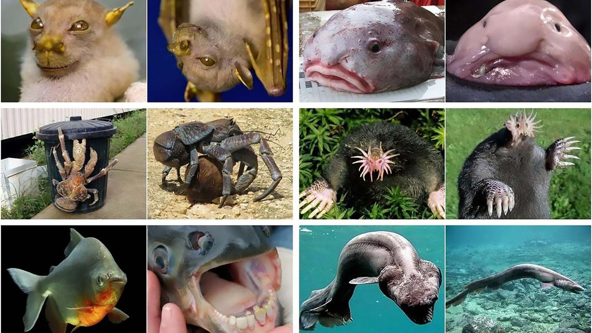 Ojos en los genitales, narices en las extremidades y la piel cubierta de lenguas: grandes curiosidades del mundo animal