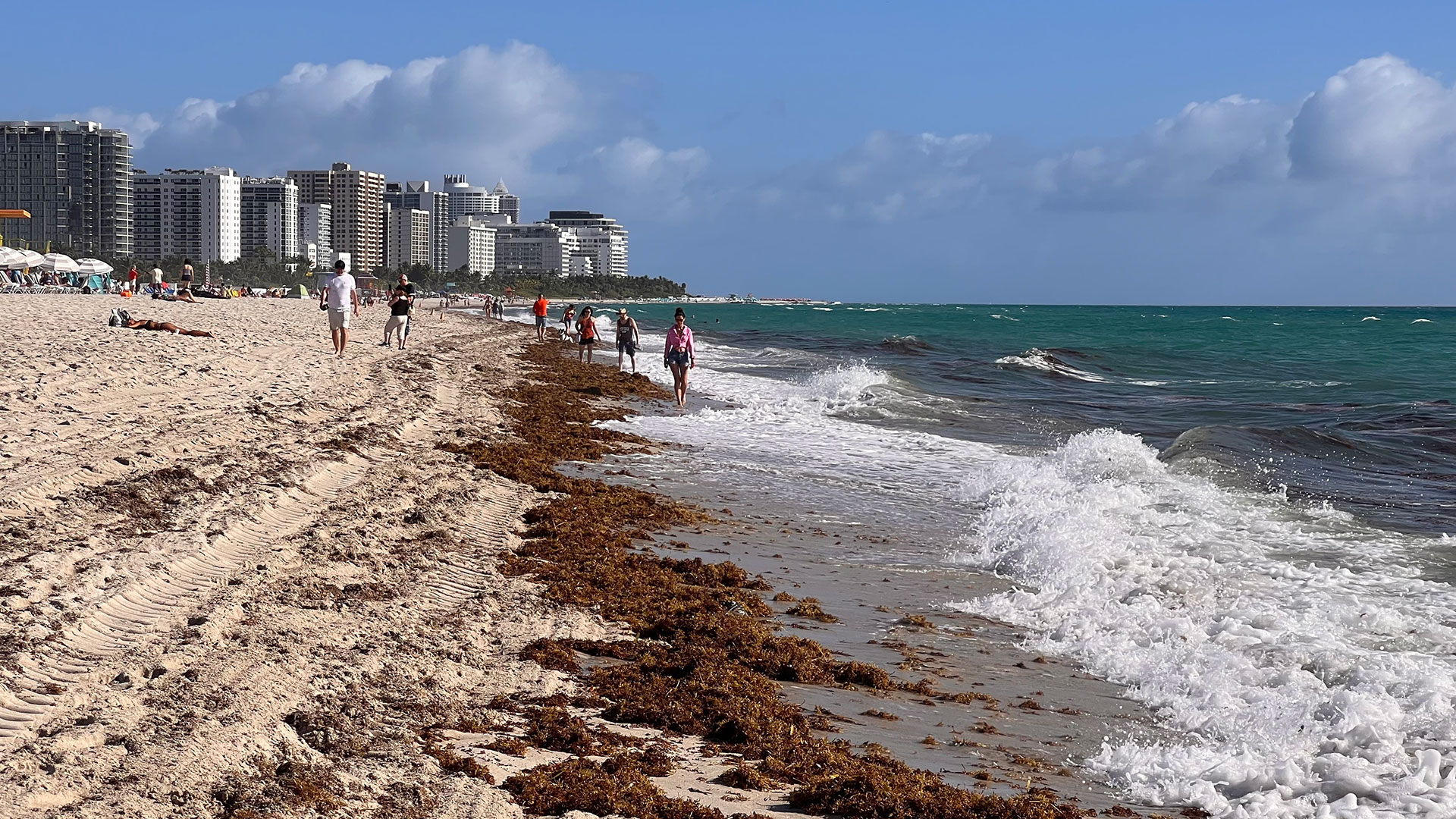 Para sorpresa de los expertos, la masa de sargazo que se acerca a las playas de Miami se encogió 