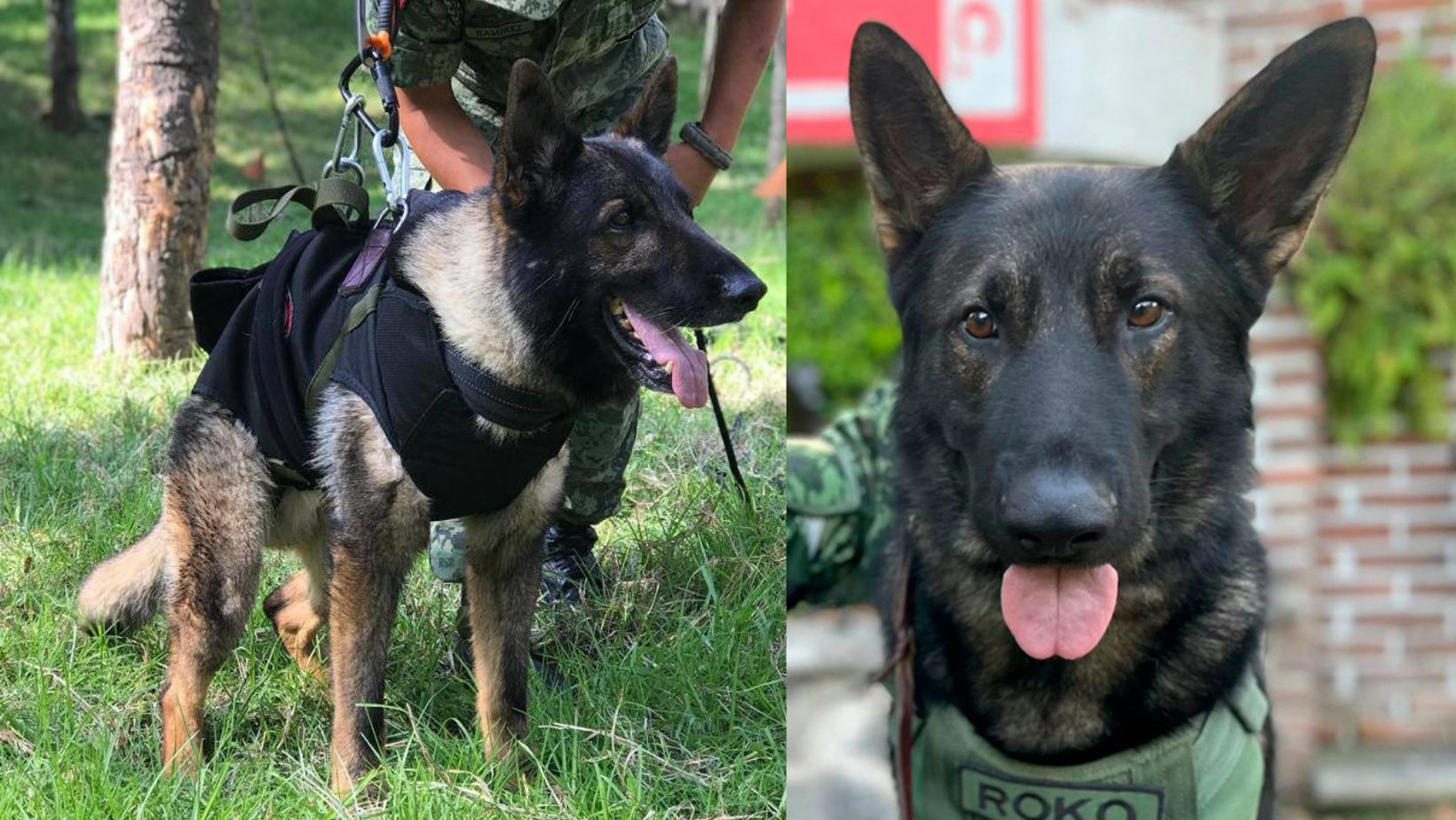 Federación Canófila Mexicana Entregó Certificados De Honor A Perritos