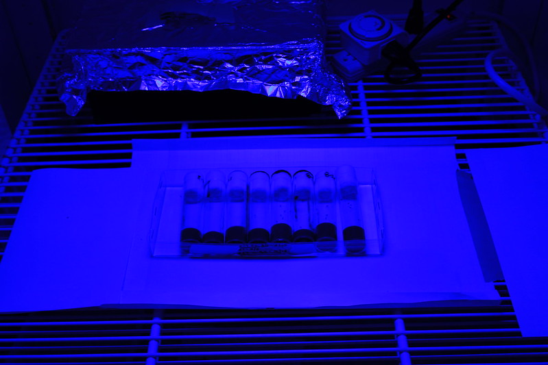 Un momento de la exposición de la mosca de la fruta a la luz azul en el estudio en EE.UU/Universidad de Oregon