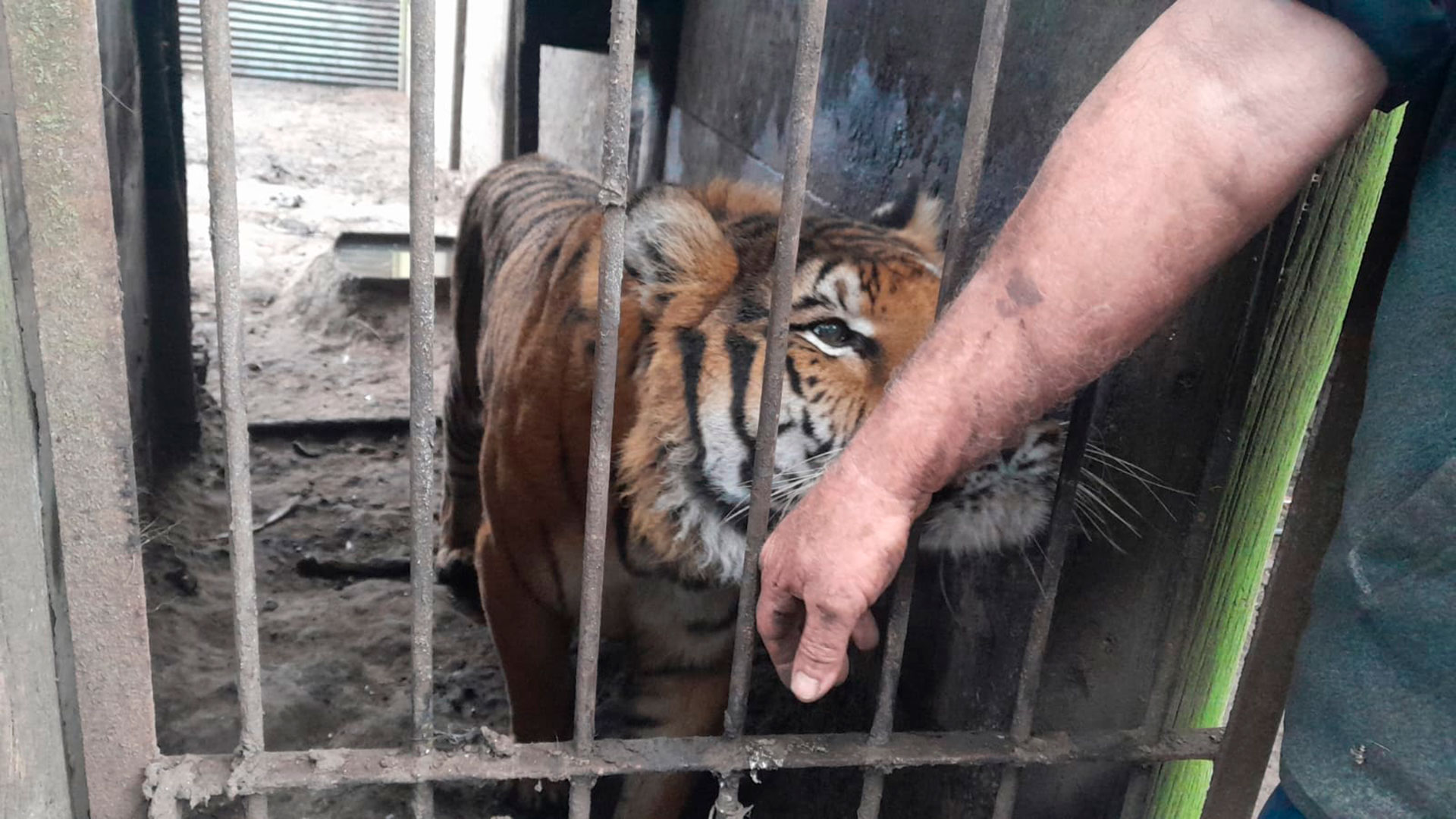 Los tigres vivían en condiciones precarias
