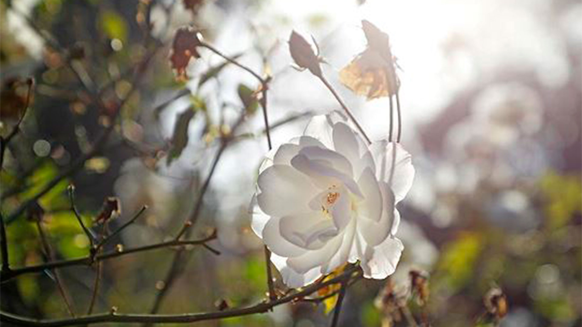 Una rosa blanca, símbolo de la pureza. En el Rosedal del Parque Chacabuco hay unos mil rosales