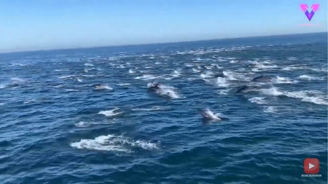 Un centenar de delfines viajan a gran velocidad por el océano
