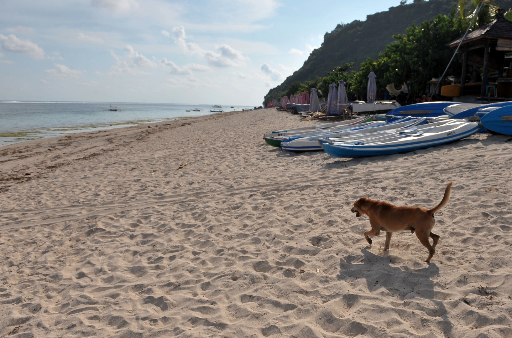 Un perro disfruta de toda la playa para él, en Badung, Bali (Antara Foto/Fikri Yusuf/ via REUTERS)