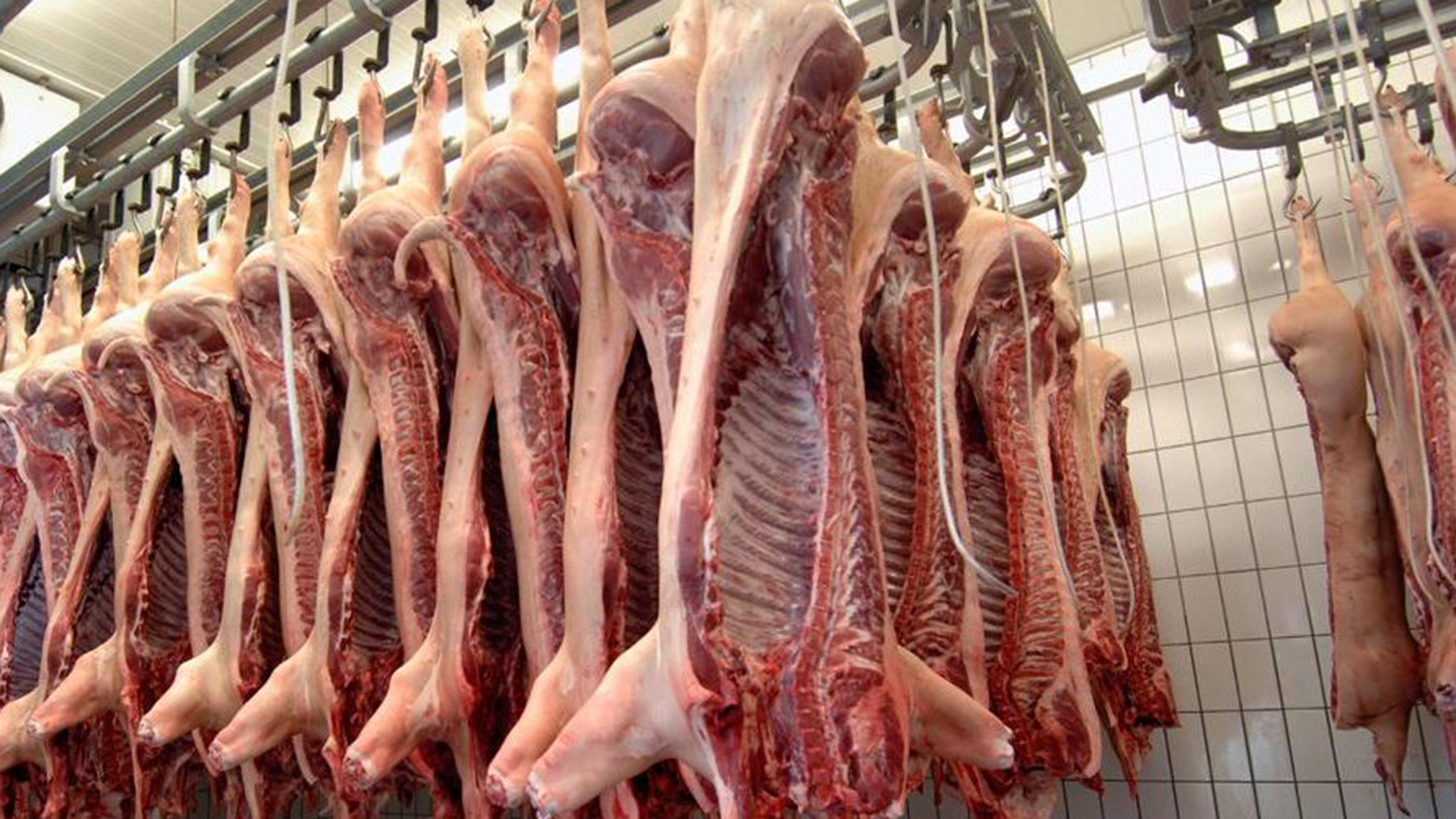 El sector porcino sigue en alerta por la suba de las importaciones de los últimos meses. 