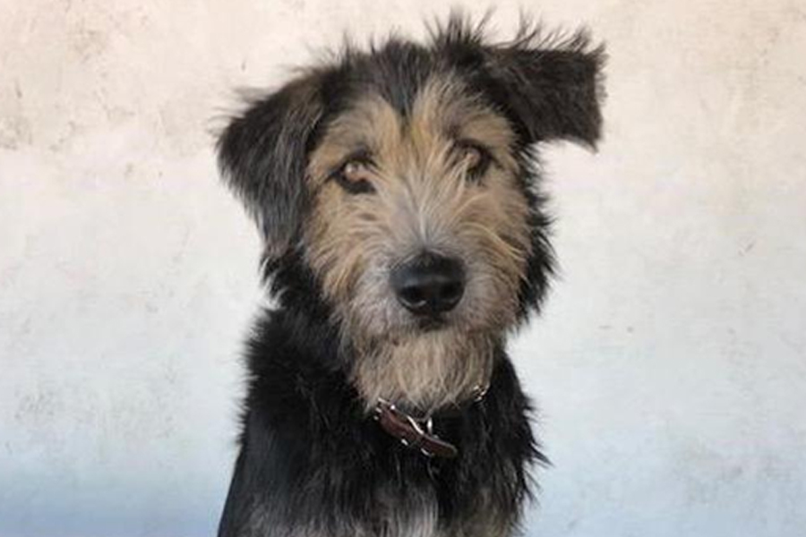 Con perros vagabundos a la fuerza aparecerán meses después cachorros indeseados que multiplicarán en forma exponencial los daños comunitarios que, sin comerla ni beberla y sin la más mínima responsabilidad por parte de los perros, ocurren
(Foto: Efe)